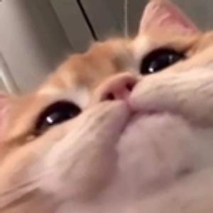 TetrIO profile picture for @jab