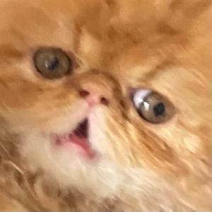 TetrIO profile picture for @fudge