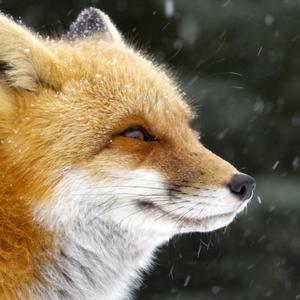TetrIO profile picture for @fax