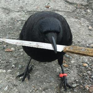 TetrIO profile picture for @crow