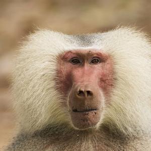 TetrIO profile picture for @baboon