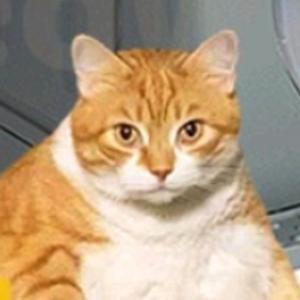 TetrIO profile picture for @luqman