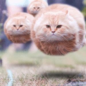 TetrIO profile picture for @balloons