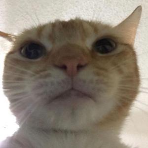 TetrIO profile picture for @alcohol