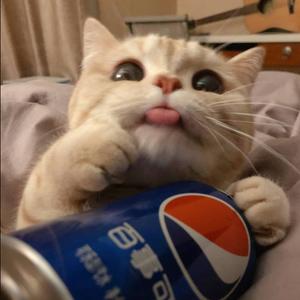 TetrIO profile picture for @kitten