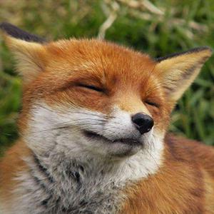 TetrIO profile picture for @foxman