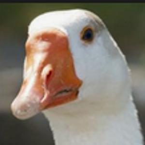 TetrIO profile picture for @igloo