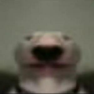 TetrIO profile picture for @prado