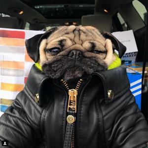 TetrIO profile picture for @enthusiast