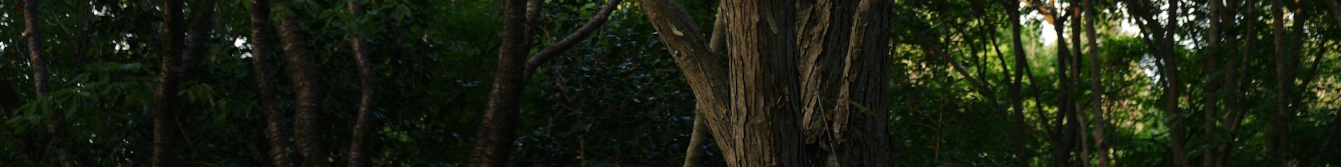 TetrIO banner for @nightingale